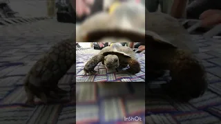 Turtle on bed | need Name