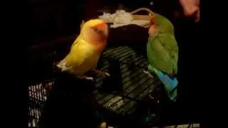 Big Bird and Peepers lovebird mating dance 2