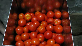 Бочковые помидоры. Самый быстрый способ и простой рецепт.