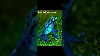 10 САМЫХ КРАСИВЫХ ЛЯГУШЕК НА ЗЕМЛЕ 🐸