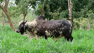 Este es el mejor pasto para sembrar en tu finca