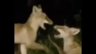 Foxes and Trampoline