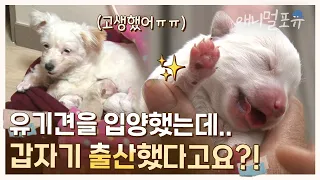 입양한 유기견이 갑자기 출산?! 뜻밖의 새로운 가족의 탄생 🐾✨ | KBS 생생정보통 2012 방송