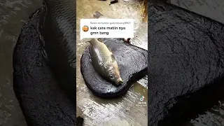 cara mematikan ikan dengan cepat