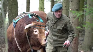 The bull uproots trees in the forest. This is how the lumberjack Romek works