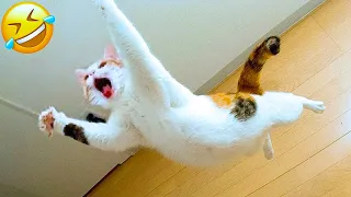 Most Hilarious Dog And Cat Videos 🐈😘🐕 - Best Funny Thoughts And Actions Of Animals 🤣 #22