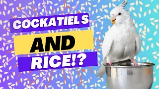 Surprising Truth About Cockatiels and Rice