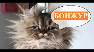 СМЕШНЫЕ ЖИВОТНЫЕ И ЛЮДИ ВИДЕО ПОДБОРКА № 49 / Весёлая Утка #shorts