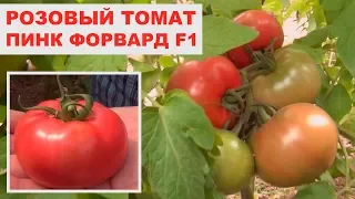 Розовый томат Пинк Форвард F1 в теплице (15-05-2018)