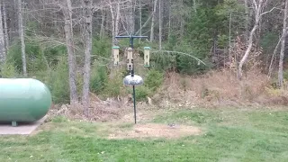 Squirrel proof bird feeder