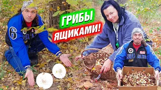 ГРИБЫ ЯЩИКАМИ! Каждый день! ОПАСНО! БЛЕДНАЯ ПОГАНКА.  Польские, рядовки, горкушки, моховики, зонты.