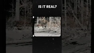 Patterson/Gimlin Film, is it Real? #bigfoot #hoax #shorts