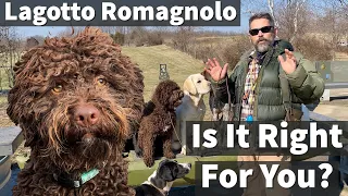 Lagotto Romagnolo | Is It Right For You?