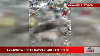 AYVACIK'TA SOKAK HAYVANLARI KATLEDİLDİ