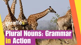 Plural Nouns | What are Plural Nouns | Grammar in Action