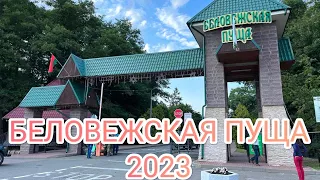 Беловежская пуща, лето 2023. Прогулка по вольерам, путешествие на велосипеде по маршруту и кафе🤤