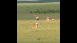 Gazelle escapes from Cheetah