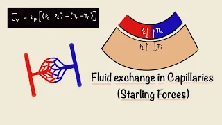 Fluid Exchange in Capillaries | Starling Forces | Capillary Filtration | General Physiology