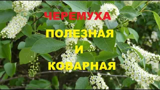 Черемуха-польза и вред.