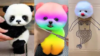 Tik Tok Chó Phốc Sóc Mini 😍 Funny and Cute Pomeranian #217