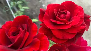 Роза Дон Жуан ( Rose Don Juan ) плетистая 20 августа 2021 г.