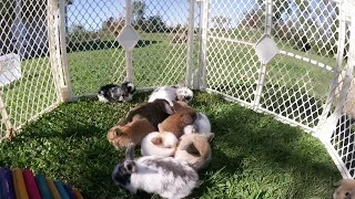 11 Baby Bunnies Playing Outside