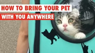 How To Bring Your Pet With You Everywhere