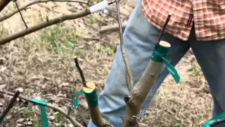 Grafting an Apple Tree at Woodleaf Farm