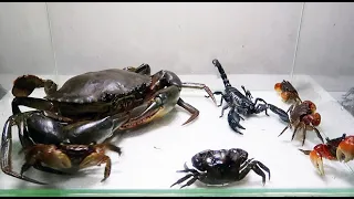 Sea Crab Centipede Emperor Scorpion Water