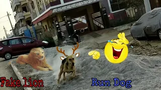 Fake Lion vs dog Prank 2021/ Must Watch New Prank- try to not laugh