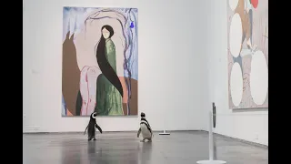 Shedd Aquarium Penguins Visit Chicago's Museum of Contemporary Art