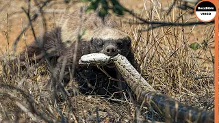 Epic Battle : Honey Badger Face Off The Python