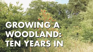Growing A Woodland: Ten Years In