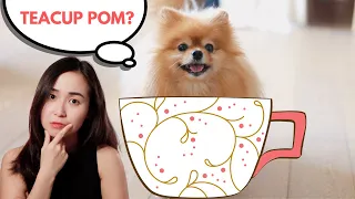 Don't Get a Teacup Pomeranian Before Watching This Video!