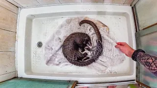 Trying to Save a Pangolin in my Hotel Shower