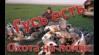 Нашли гуся. Охота прет. Found a goose. Hunting rushing. 4K