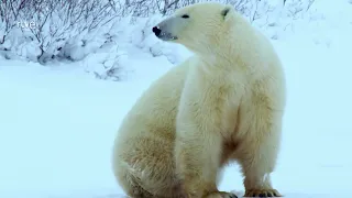 Animales al natural   Osos