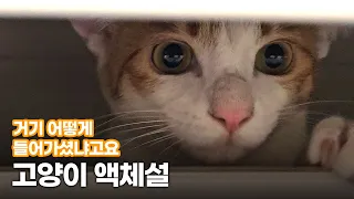 프로 옷 정리 방해꾼 | 고양이 액체설?!