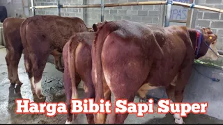 Review Harga Sapi Super sisa pengiriman 1 Truk ke Jateng Jabar