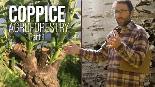 Coppice Agroforestry Workshop with Mark Krawczyk : Part 1