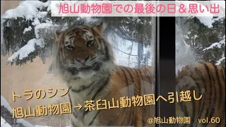 人懐っこいトラのシンが引越⁉︎旭山動物園→長野県茶臼山動物へ。ラスト撮影@旭山動物園vol.60/Shin, a friendly tiger, has moved. Last shooting