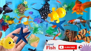Collection of Cute Animals Videos, Starfish, Danio Fish, Sumatran Fish, Molly fish, Duck, Goldfis