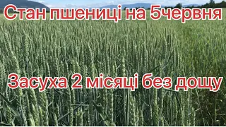 Все буде Україна! Стан пшениці на 5червня. Засуха колос слабий