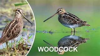 WOODCOCK FUNNY VIDEO COMPILATION