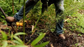 How To Remove Running Bamboo