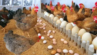 Raising Chickens For Meat - Fattening Broilers - Making Chicken Feed - Poultry Farms