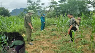 Report to the police to investigate when you discover that the corn plant has been cut down