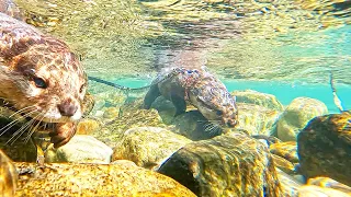 [Original Video] Otters Enjoying Morning Sweetfish in Nature