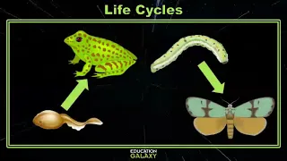 4th Grade - Science - Life Cycles - Topic Overview
