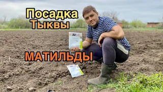 Посадка тыквы МАТИЛЬДЫ (НОВАЯ СХЕМА)🤔